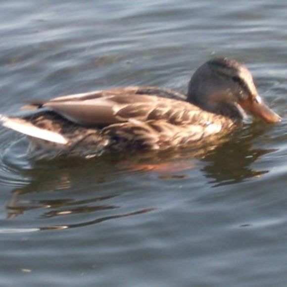 Meet your Posher, Emma - Picture 1 of 1